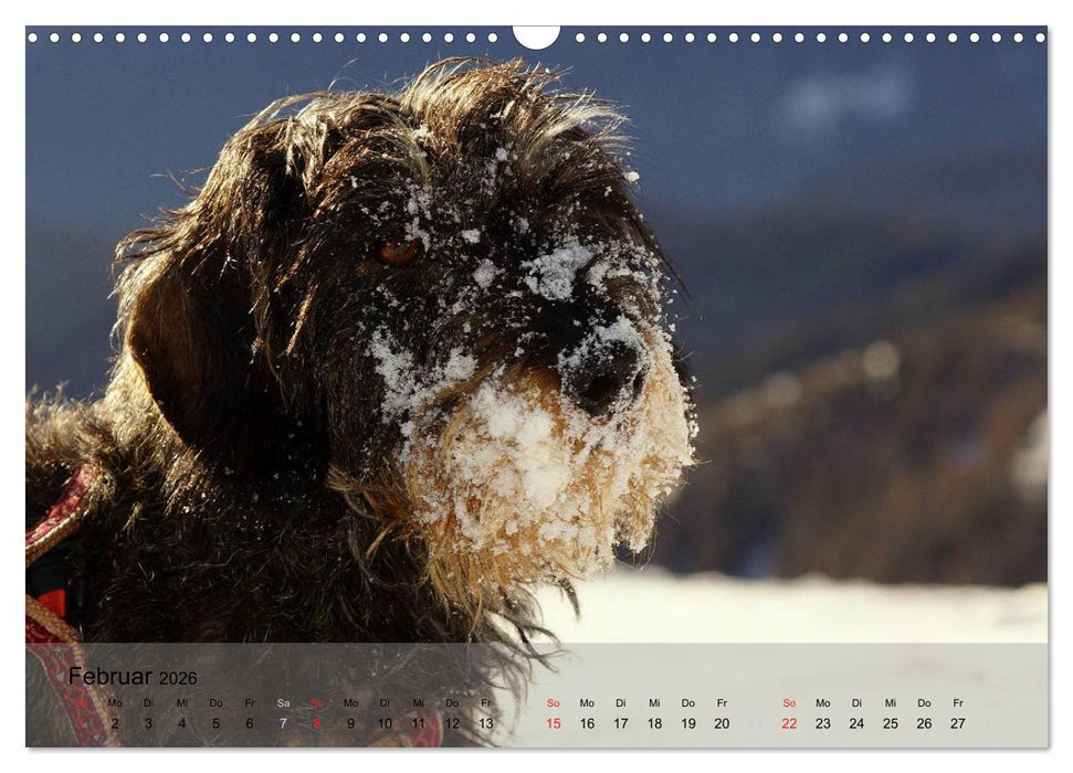 Liebenswerte Clowns (CALVENDO Wandkalender 2026)