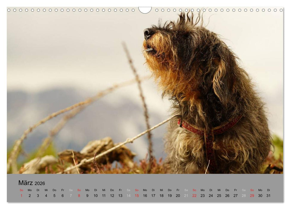 Liebenswerte Clowns (CALVENDO Wandkalender 2026)