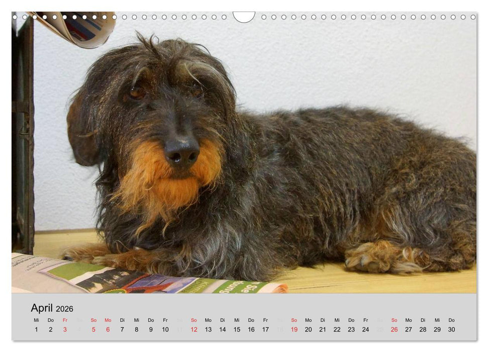 Liebenswerte Clowns (CALVENDO Wandkalender 2026)