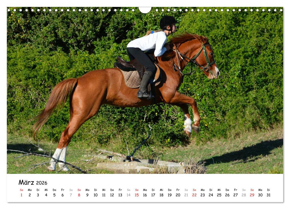 Pony Springreiten (CALVENDO Wandkalender 2026)