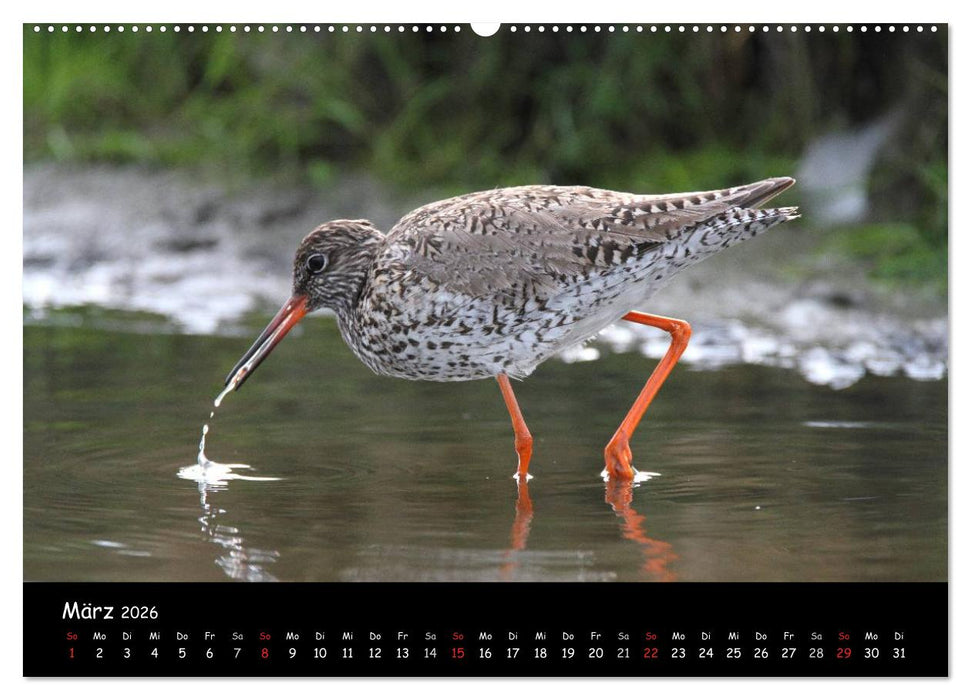 Vögel der Nordseeküste (CALVENDO Wandkalender 2026)