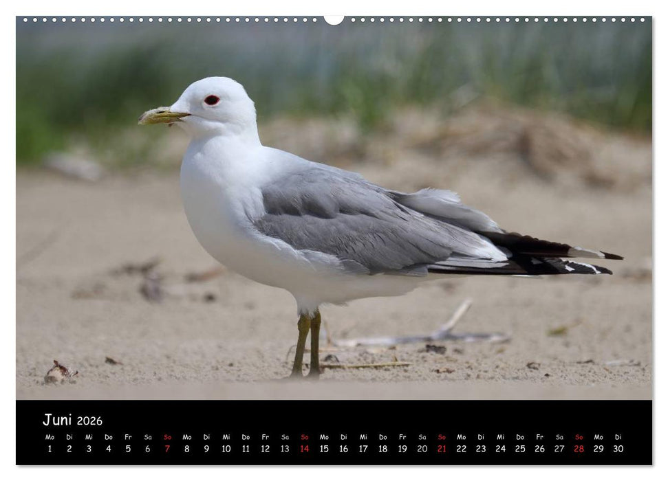 Vögel der Nordseeküste (CALVENDO Wandkalender 2026)