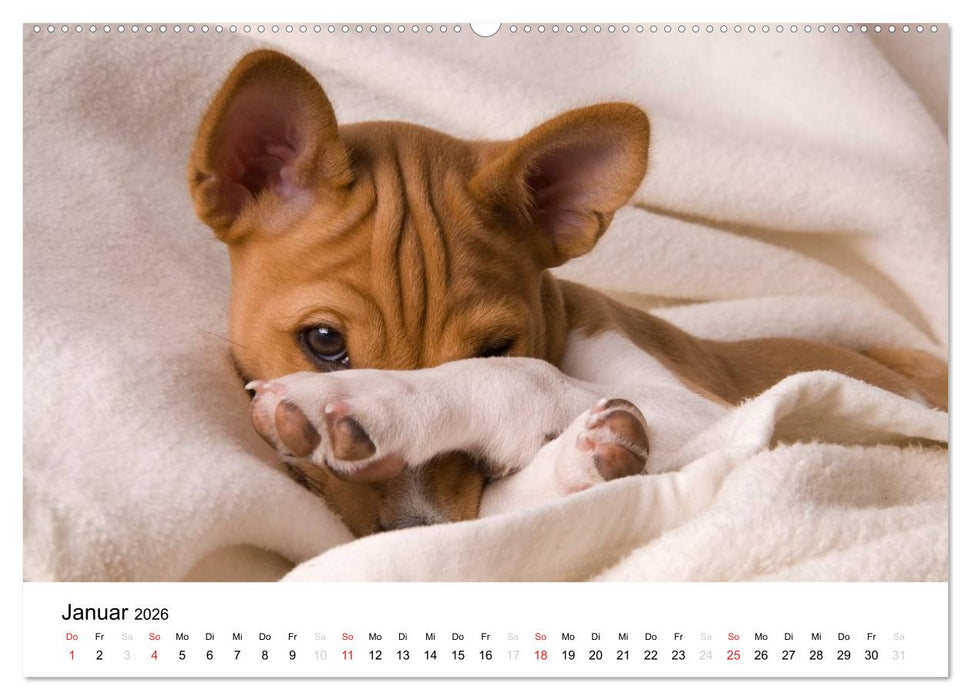 Bezaubernde Basenji-Welpen (CALVENDO Premium Wandkalender 2026)