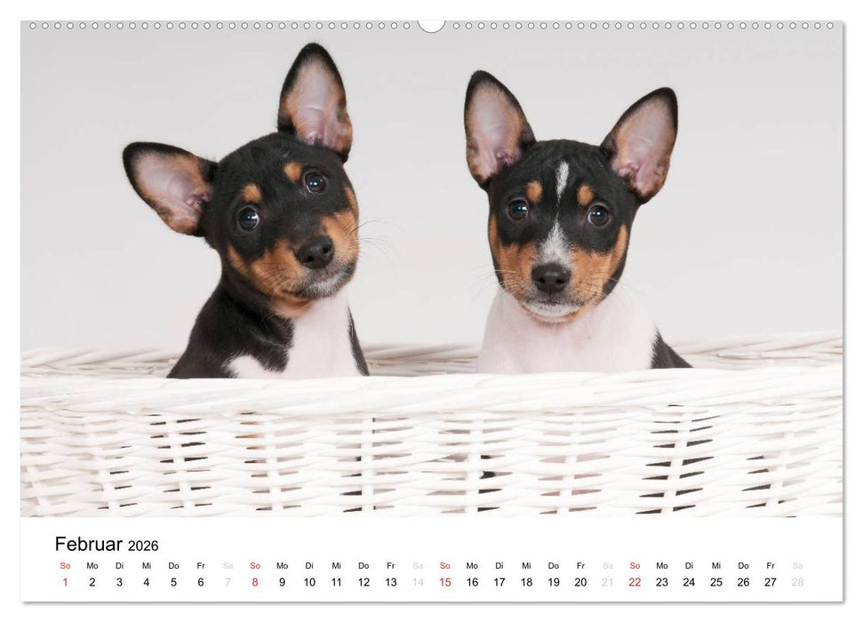 Bezaubernde Basenji-Welpen (CALVENDO Premium Wandkalender 2026)