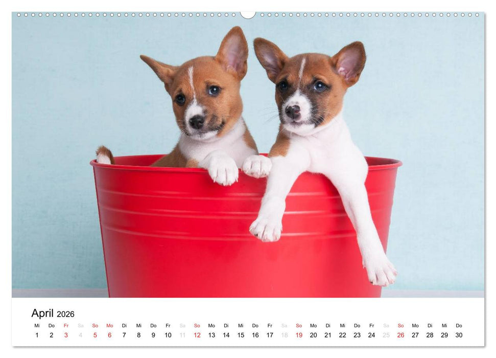 Bezaubernde Basenji-Welpen (CALVENDO Premium Wandkalender 2026)