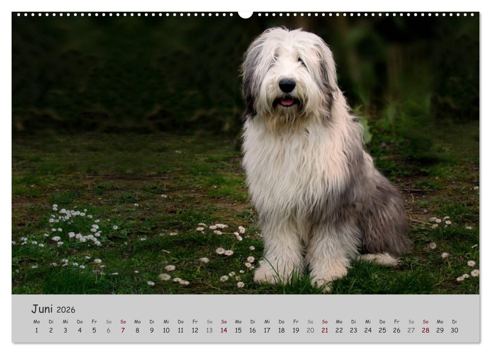 Ein Bobtail namens Miles (CALVENDO Premium Wandkalender 2026)
