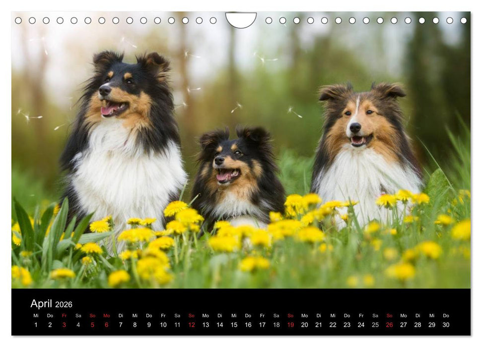Wir lieben Shelties (CALVENDO Wandkalender 2026)