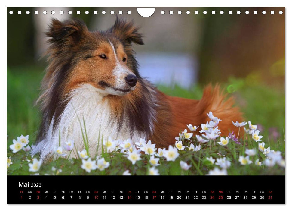 Wir lieben Shelties (CALVENDO Wandkalender 2026)