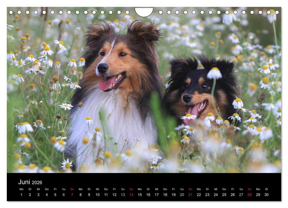 Wir lieben Shelties (CALVENDO Wandkalender 2026)