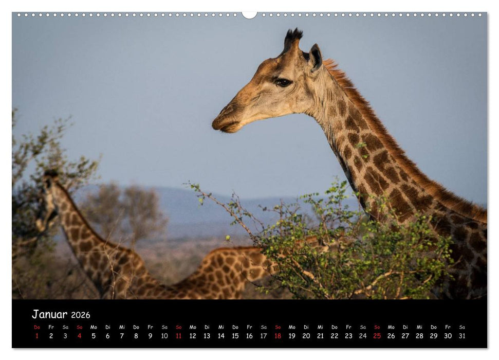 Tier-Momente in Afrika (CALVENDO Premium Wandkalender 2026)