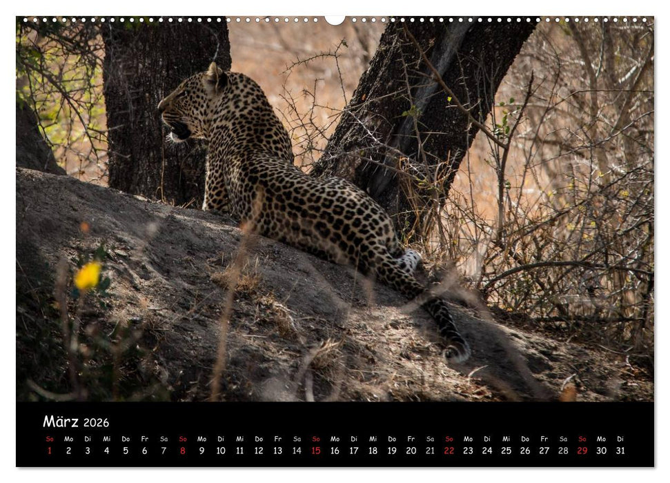 Tier-Momente in Afrika (CALVENDO Premium Wandkalender 2026)