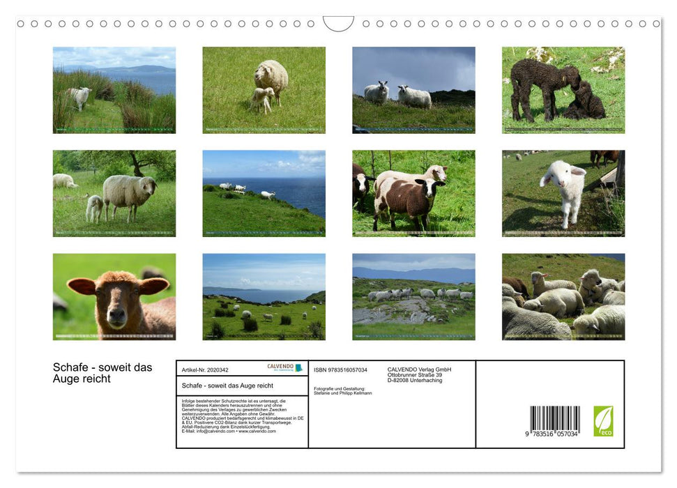 Schafe - soweit das Auge reicht (CALVENDO Wandkalender 2026)