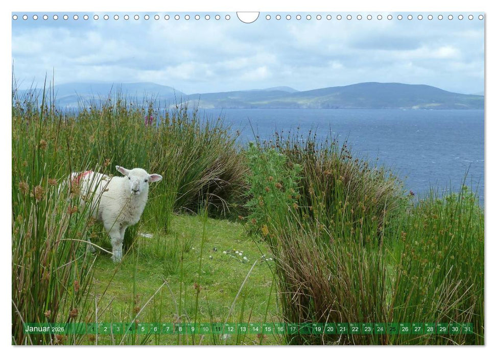 Schafe - soweit das Auge reicht (CALVENDO Wandkalender 2026)