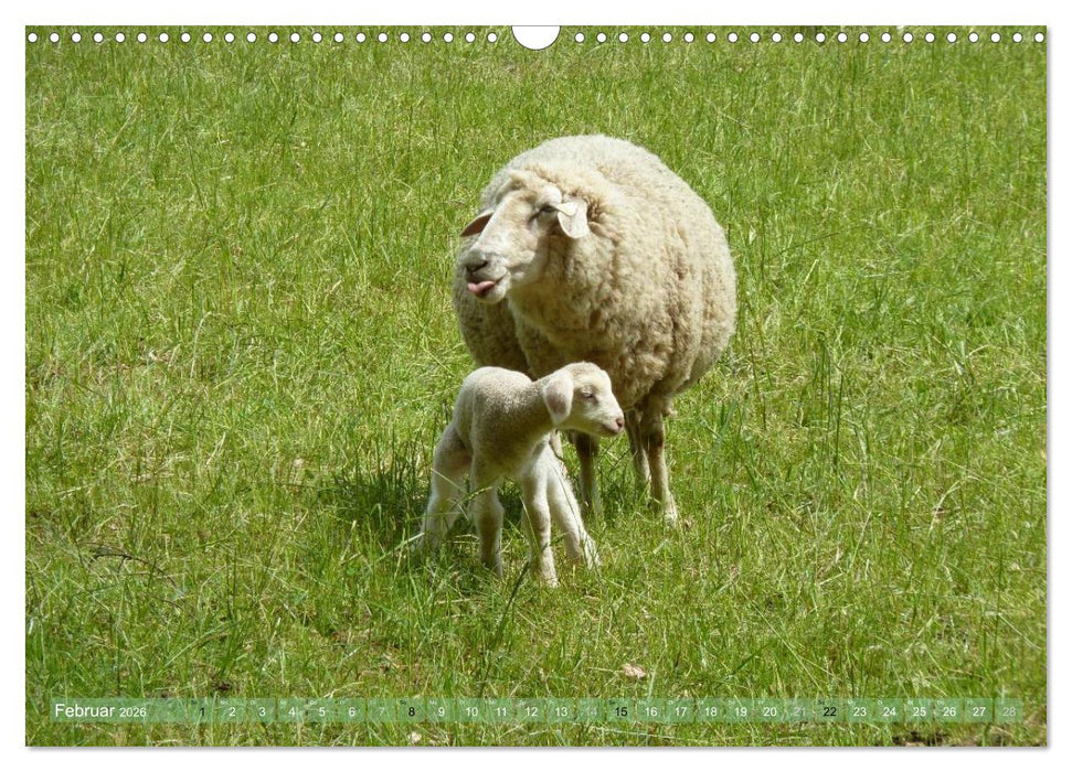 Schafe - soweit das Auge reicht (CALVENDO Wandkalender 2026)