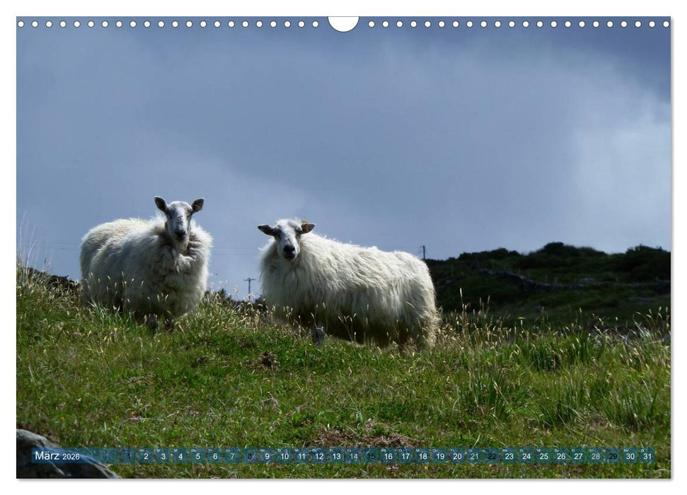 Schafe - soweit das Auge reicht (CALVENDO Wandkalender 2026)