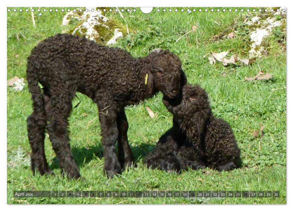 Schafe - soweit das Auge reicht (CALVENDO Wandkalender 2026)