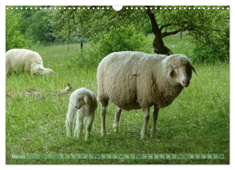 Schafe - soweit das Auge reicht (CALVENDO Wandkalender 2026)
