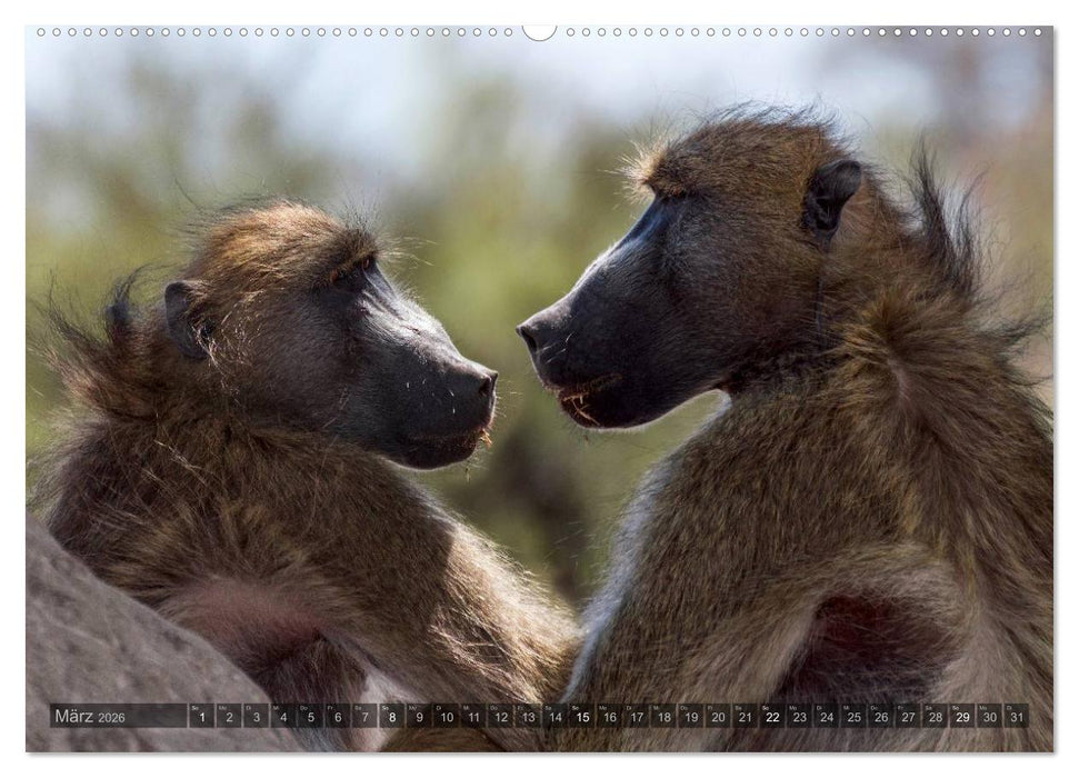 Botswana – Landschaft und Tierwelt (CALVENDO Premium Wandkalender 2026)