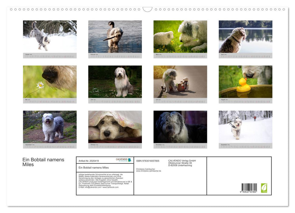 Ein Bobtail namens Miles (CALVENDO Wandkalender 2026)