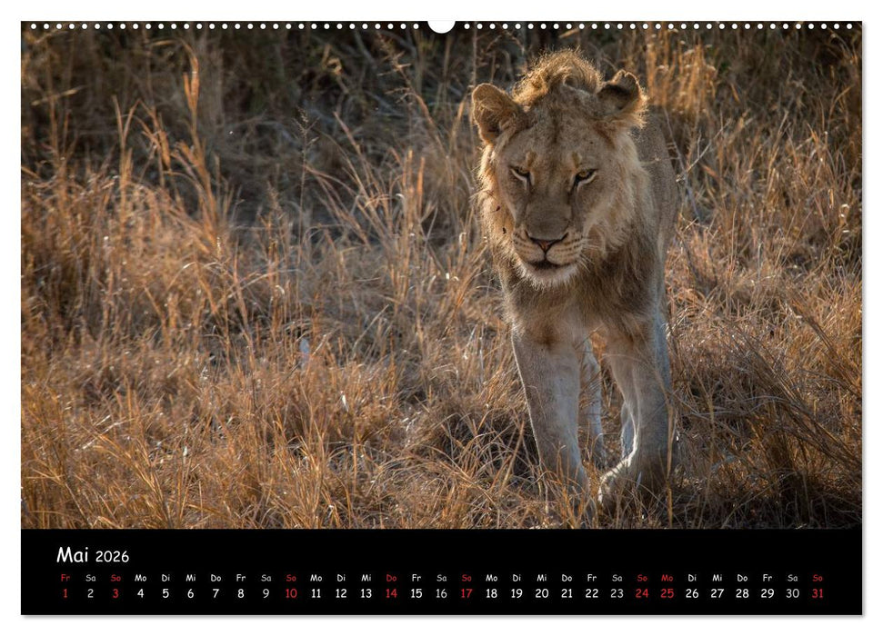 Tier-Momente in Afrika (CALVENDO Wandkalender 2026)