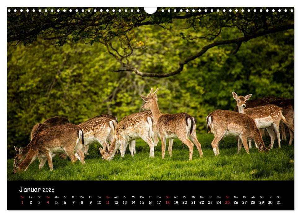 Rehe und Hirsche in freier Natur (CALVENDO Wandkalender 2026)