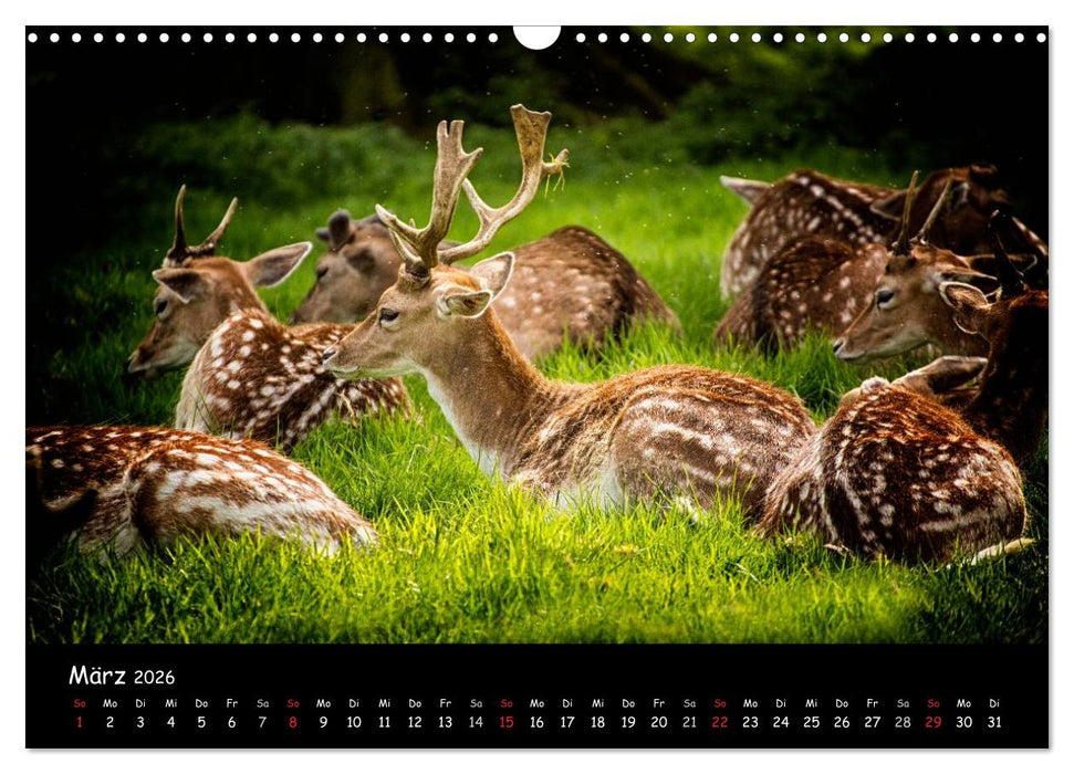 Rehe und Hirsche in freier Natur (CALVENDO Wandkalender 2026)