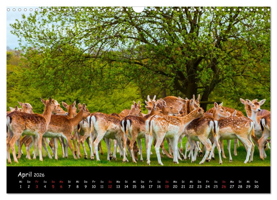 Rehe und Hirsche in freier Natur (CALVENDO Wandkalender 2026)