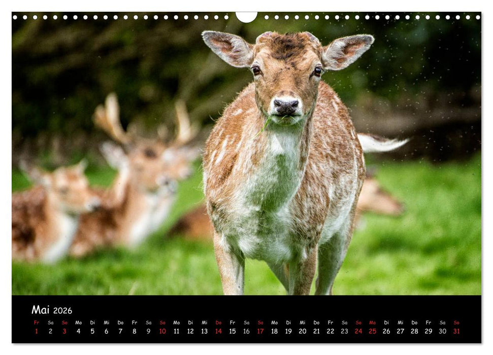 Rehe und Hirsche in freier Natur (CALVENDO Wandkalender 2026)