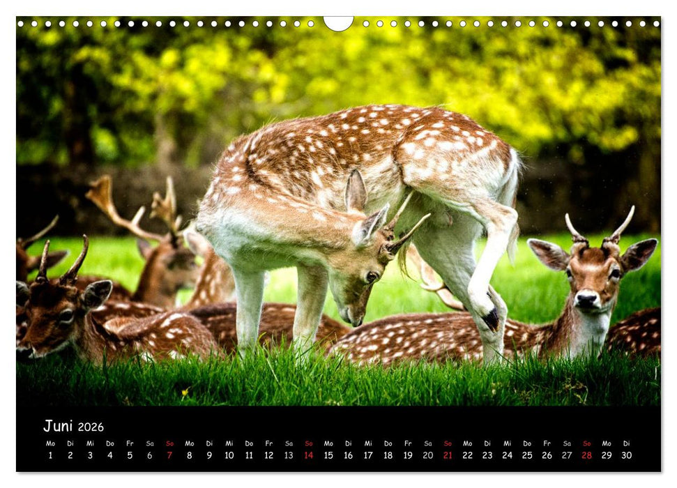 Rehe und Hirsche in freier Natur (CALVENDO Wandkalender 2026)