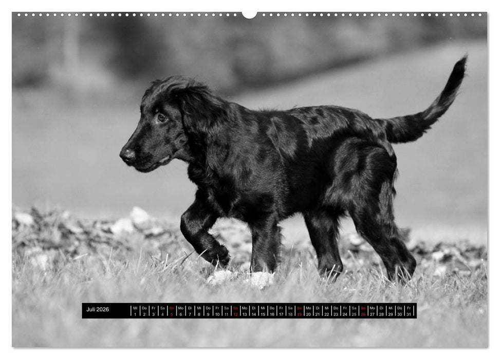 Flatcoated Retriever Black Edition (CALVENDO Premium Wandkalender 2026)