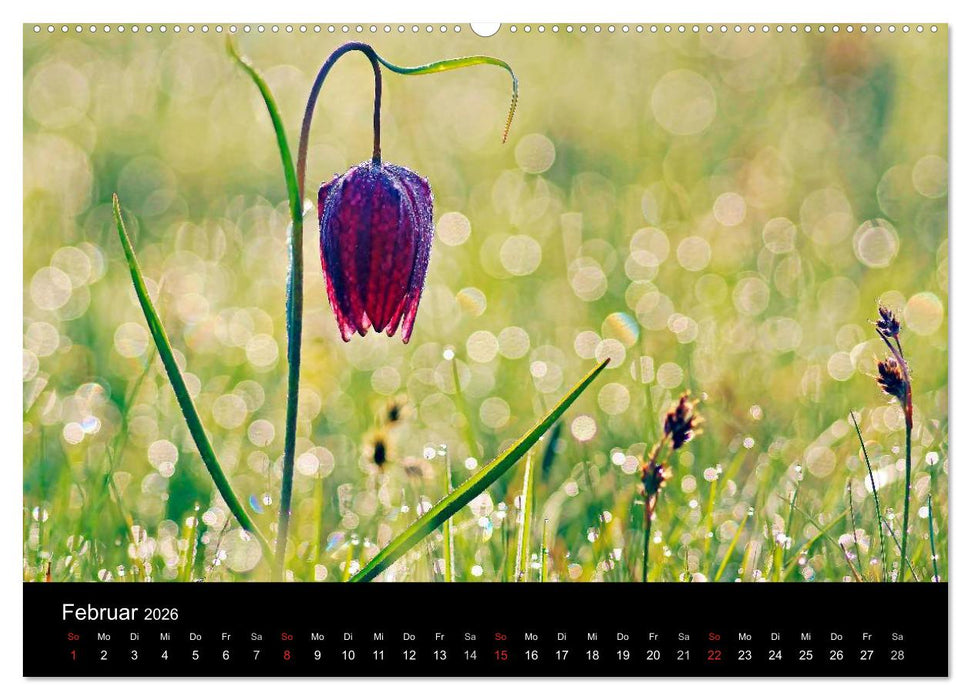Wilde Blüten-Träume (CALVENDO Wandkalender 2026)