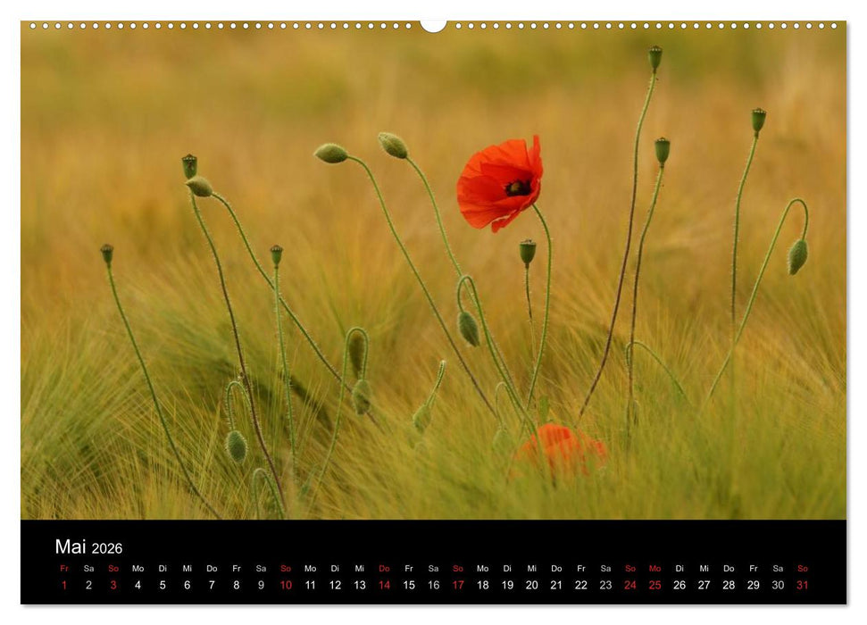 Wilde Blüten-Träume (CALVENDO Wandkalender 2026)
