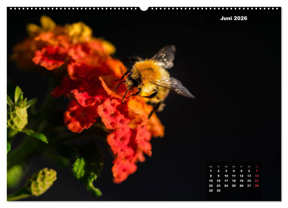 Der Natur auf der Spur - Makro-Fotografien der besonderen Art (CALVENDO Premium Wandkalender 2026)