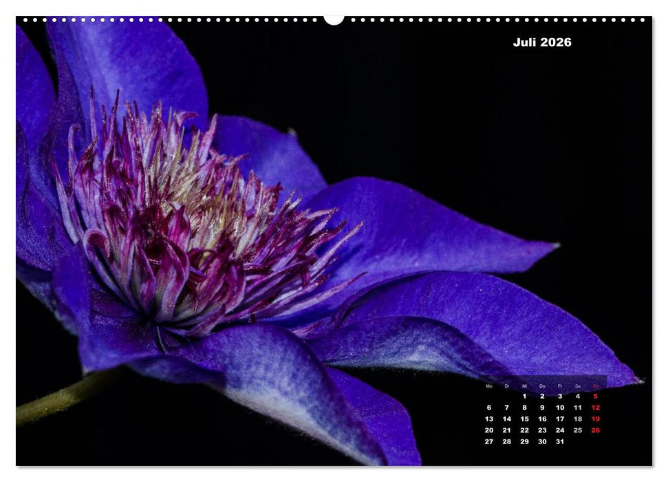 Der Natur auf der Spur - Makro-Fotografien der besonderen Art (CALVENDO Premium Wandkalender 2026)