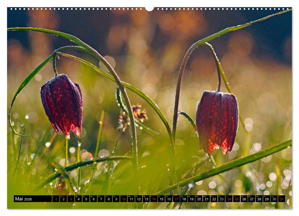 Die Schachbrettblume (CALVENDO Premium Wandkalender 2026)