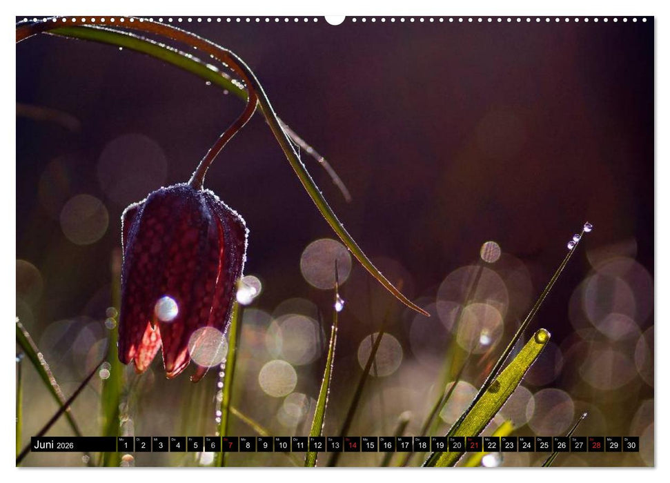 Die Schachbrettblume (CALVENDO Premium Wandkalender 2026)