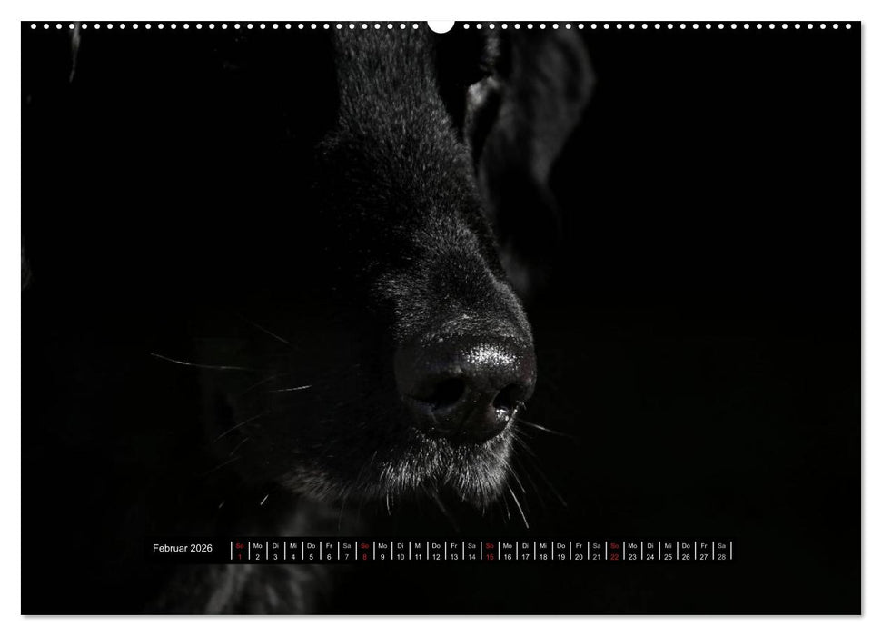 Flatcoated Retriever Black Edition (CALVENDO Wandkalender 2026)