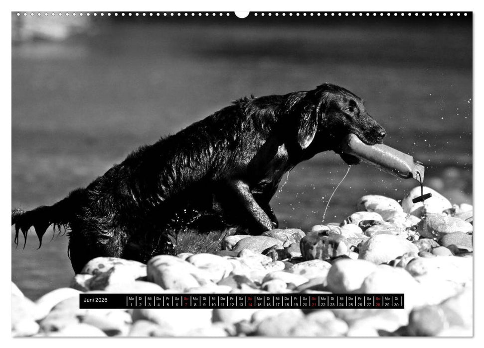 Flatcoated Retriever Black Edition (CALVENDO Wandkalender 2026)