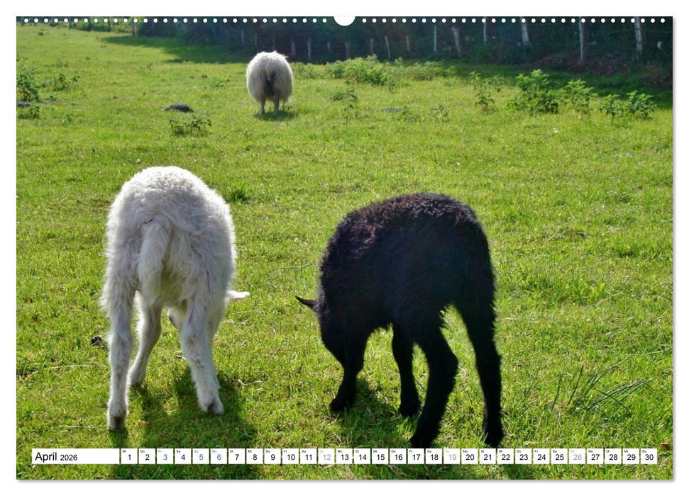 Die Ostsee - von Schleswig nach Glücksburg (CALVENDO Premium Wandkalender 2026)