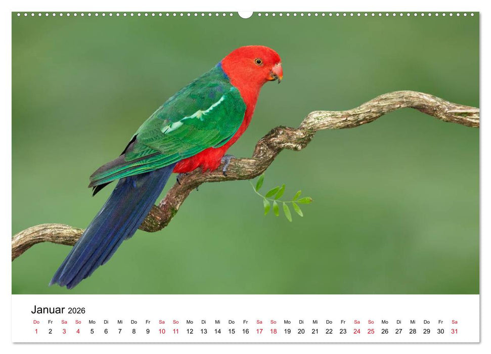 Australische Papageien (CALVENDO Premium Wandkalender 2026)