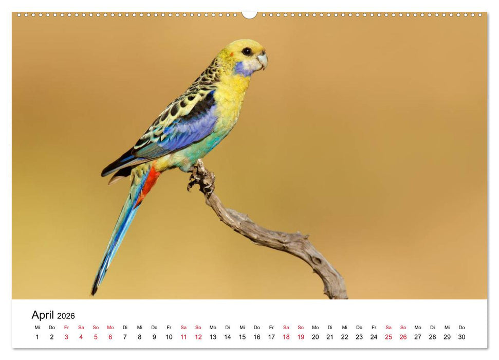 Australische Papageien (CALVENDO Premium Wandkalender 2026)