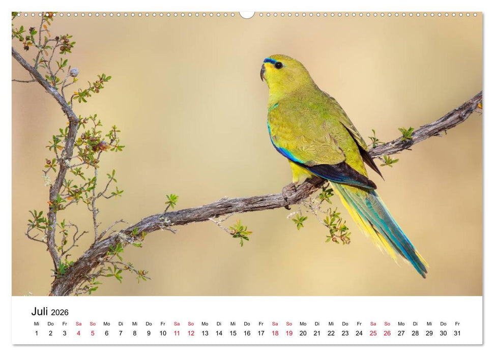 Australische Papageien (CALVENDO Premium Wandkalender 2026)