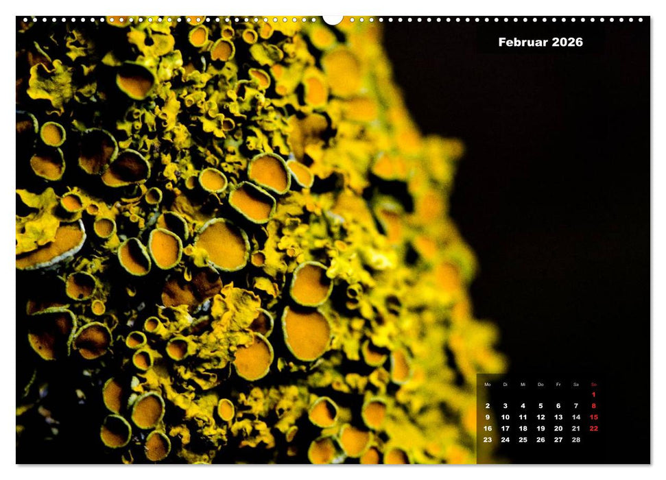 Der Natur auf der Spur - Makro-Fotografien der besonderen Art (CALVENDO Wandkalender 2026)