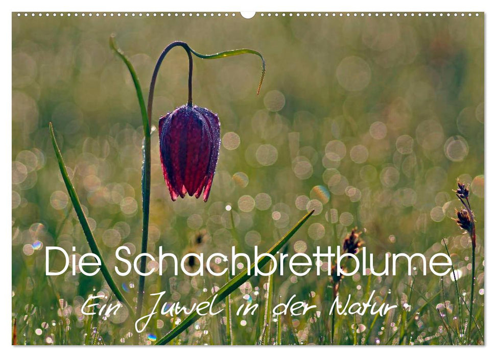 Die Schachbrettblume (CALVENDO Wandkalender 2026)