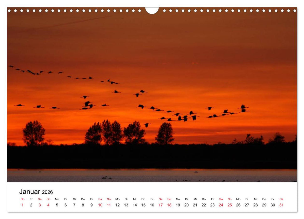 Zug der Kraniche (CALVENDO Wandkalender 2026)