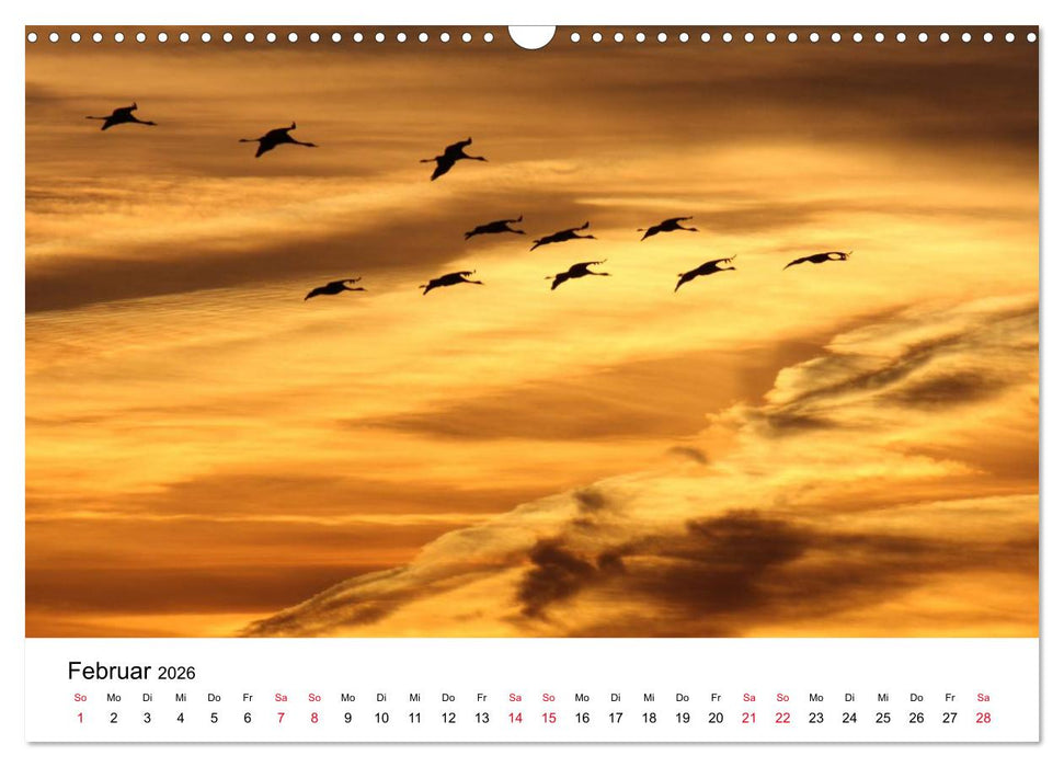 Zug der Kraniche (CALVENDO Wandkalender 2026)