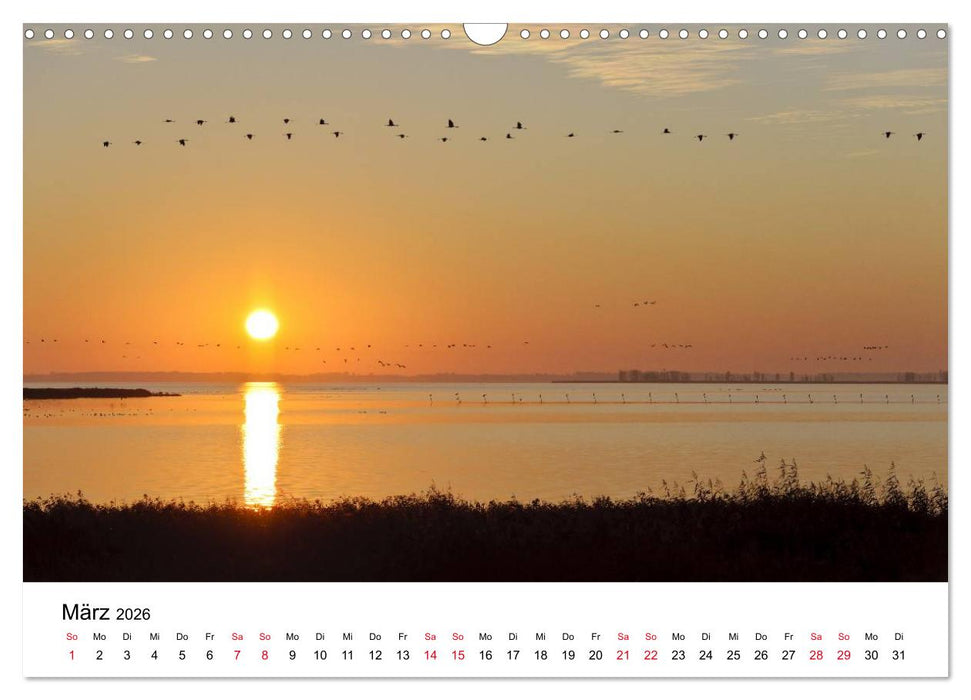 Zug der Kraniche (CALVENDO Wandkalender 2026)