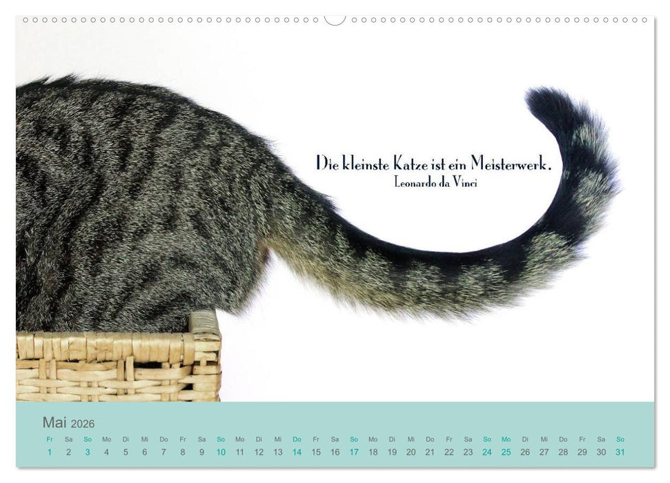 Katzenzitate 2026 (CALVENDO Premium Wandkalender 2026)