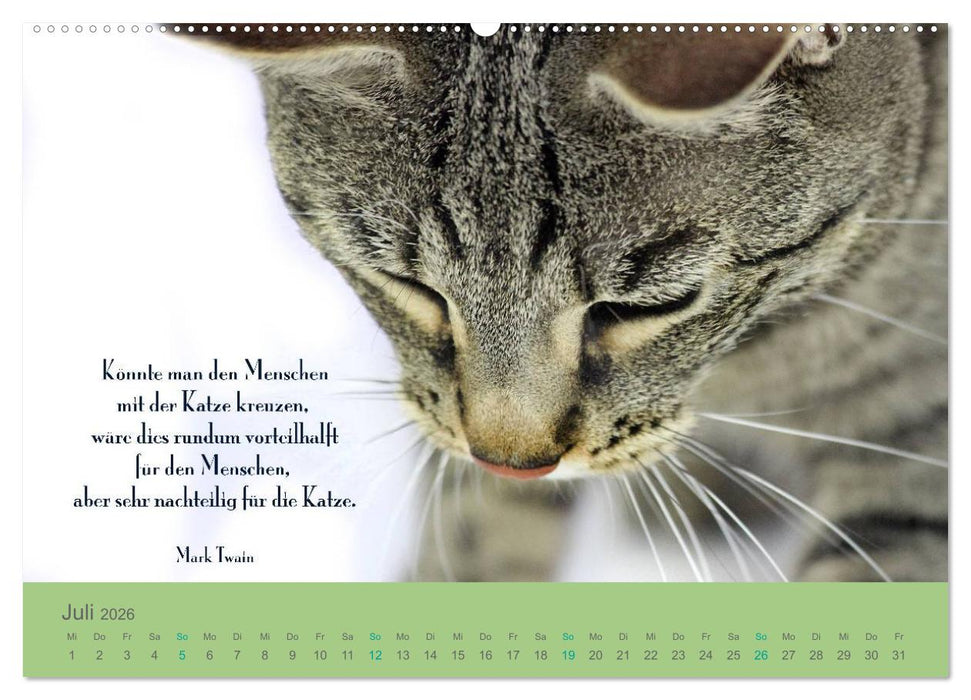Katzenzitate 2026 (CALVENDO Premium Wandkalender 2026)