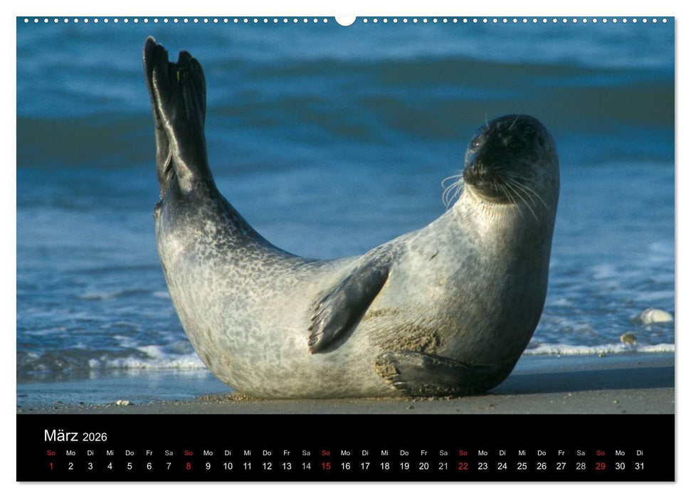 Faszination Kegelrobben und Seehunde 2026 (CALVENDO Premium Wandkalender 2026)